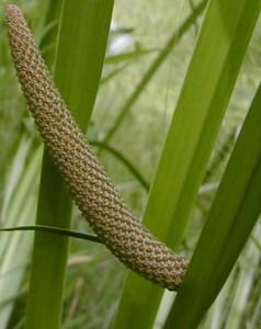 Acorus calamus (Root and Oil) Picture