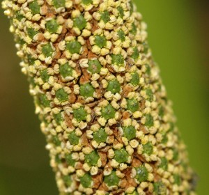 Photos of Acorus calamus (Root and Oil)