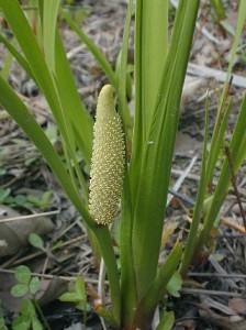 Pictures of Acorus calamus (Root and Oil)