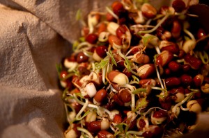 Adzuki bean Sprouts Photo