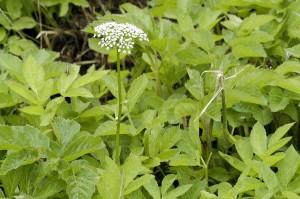 Aegopodium podagraria Aegopodium podagraria Picture