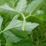 Pictures of Aegopodium podagraria