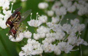 Aegopodium podagraria flower Aegopodium podagraria flower Image