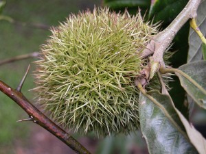 American Chestnut American Chestnut Picture