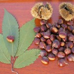 Images of American Chestnut
