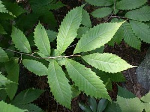 American Chestnut Leaf American Chestnut Leaf Photo