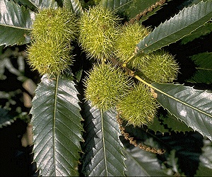 American Chestnut Pictures Pictures of American Chestnut