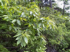 American Chestnut Tree American Chestnut Tree Photo
