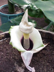 Amorphophallus Paeoniifolius Picture