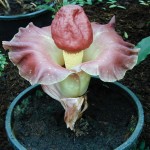 Images of Amorphophallus Paeoniifolius