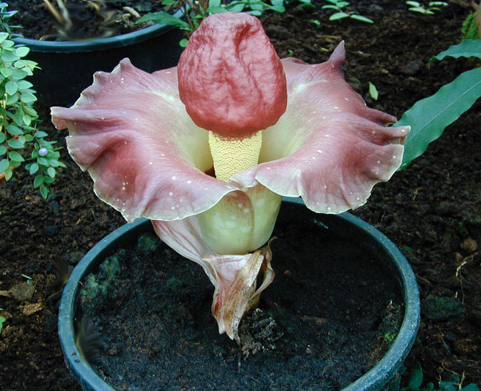 Images of Amorphophallus Paeoniifolius