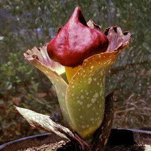 Photos of Amorphophallus Paeoniifolius