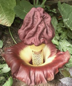 Pictures of Amorphophallus Paeoniifolius