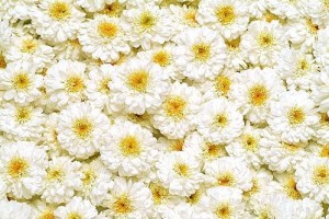 Anthemis nobilis (Roman Chamomile) Anthemis nobilis (Roman Chamomile) Picture