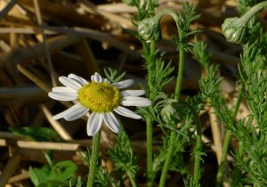 Images of Anthemis nobilis (Roman Chamomile)