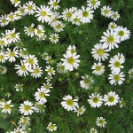 Photos of Anthemis nobilis (Roman Chamomile)