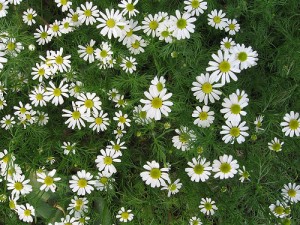 Photos of Anthemis nobilis (Roman Chamomile)