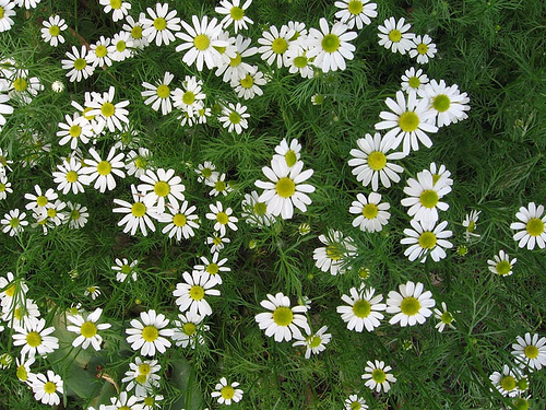 Photos of Anthemis nobilis (Roman Chamomile)