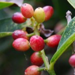 Photos of Antidesma bunius