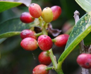 Photos of Antidesma bunius