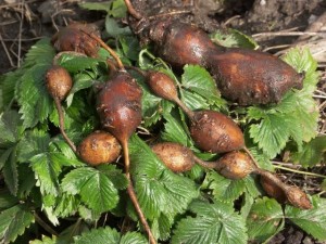 Apios Americana Apios Americana Picture