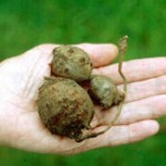 Images of Apios Americana