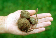 Images of Apios Americana