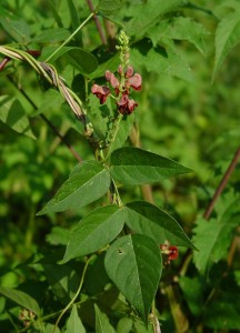 Photos of Apios Americana