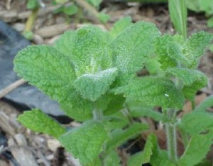 Apple Mint Apple Mint Picture