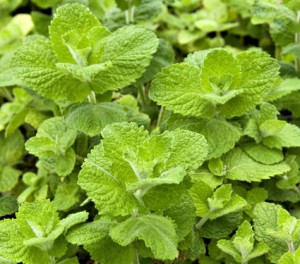 Apple Mint Images Images of Apple Mint