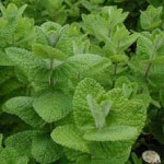 Pictures of Apple Mint