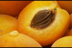 Pictures of Apricot Kernel