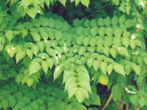 Aralia Spinosa Aralia Spinosa Picture