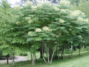 Images of Aralia Spinosa