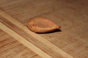 Araucaria Bidwillii Picture