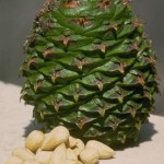 Images of Araucaria Bidwillii