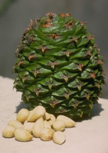 Images of Araucaria Bidwillii 