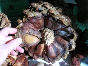 Photos of Araucaria Bidwillii 