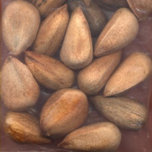 Pictures of Araucaria Bidwillii