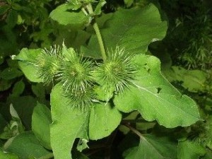 Arctium Lappa Images Images of Arctium Lappa