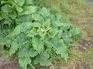 Arctium Lappa Photos Photos of Arctium Lappa