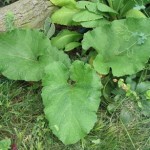 Pictures of Arctium Lappa