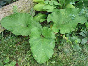 Arctium Lappa Pictures Pictures of Arctium Lappa