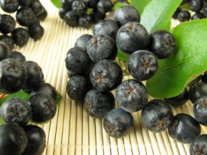 Aronia Berry Images