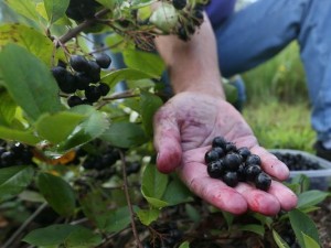 Aronia Berry Pictures