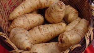 Pictures of Arracacha