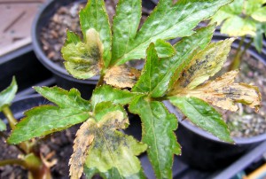 Arracacha Plants Image