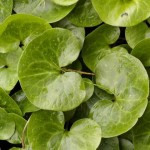 Images of Asarum Europaeum