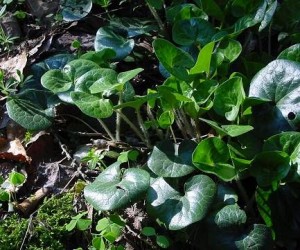 Photos of Asarum Europaeum
