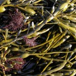 Photos of Ascophyllum Nodosum